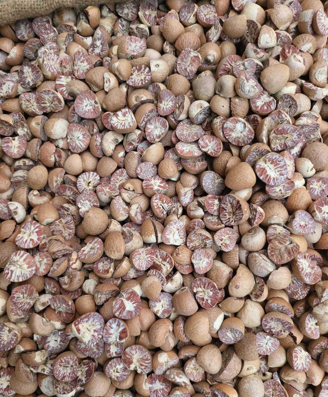 Split Betel Nut
