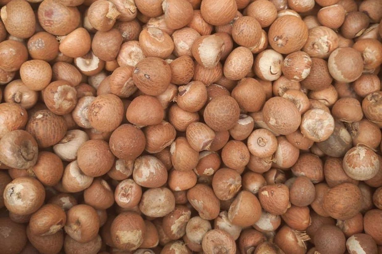 Whole Betel Nut